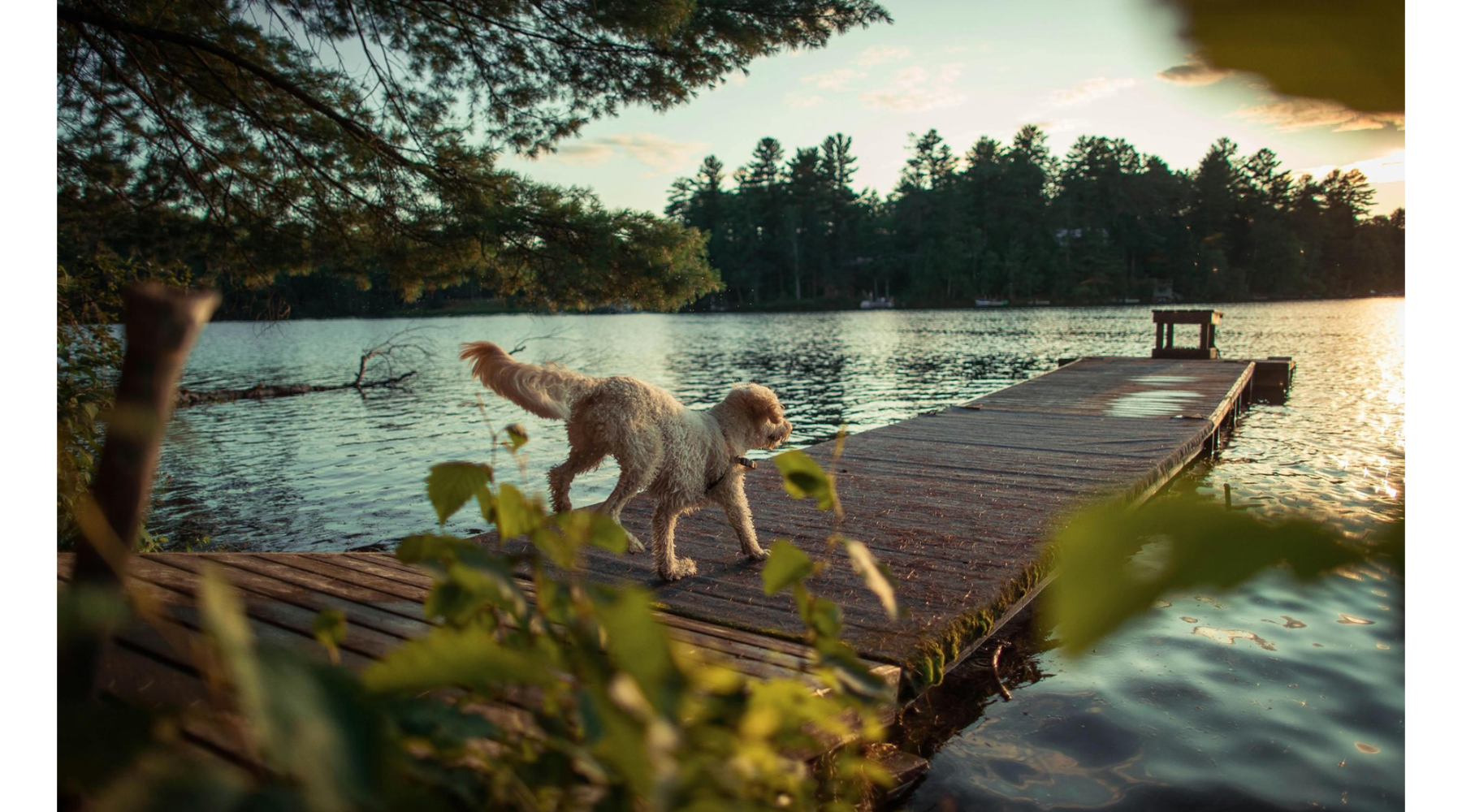 a dog running on a dock